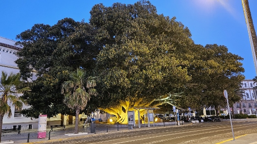 Ficus del Mora