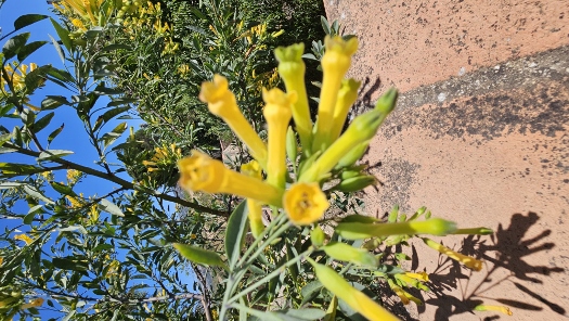 Flora