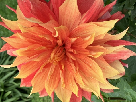 Stadtblumen