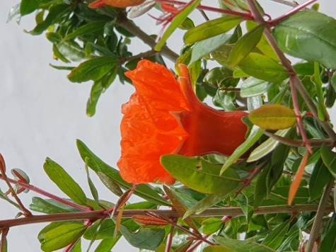 Amorgos - Egialli - Wildflowers