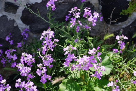 Santorini - The Flowers of Santorini