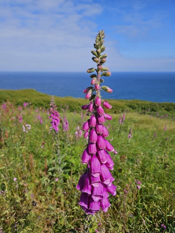 South West Coast Path - der gemütliche Anfang