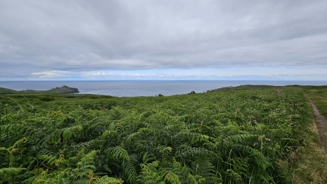 South West Coast Path - grey early morning