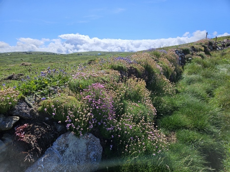 South West Coast Path - kunterbunte Trockensteinmauern