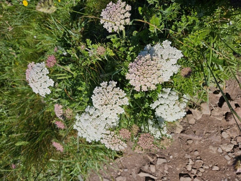South West Coast Path - Flowers again