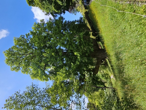 Tulip Tree