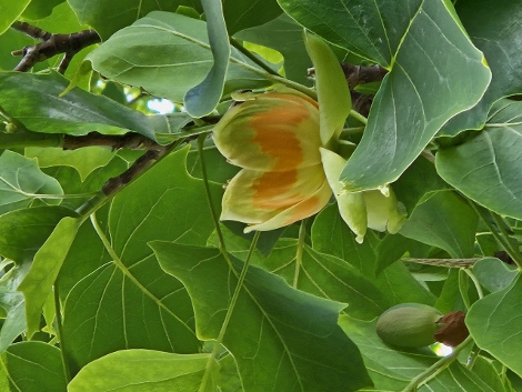 Tulip Tree