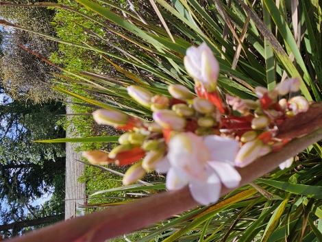 A visit to Glendurgan Garden