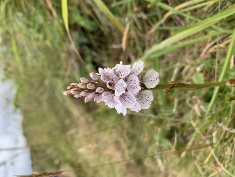 South West Coast Path - Blümchen zur Entspannung