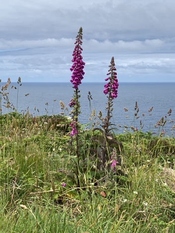 South West Coast Path - Der Frühsommer in Corwall ist bunt.