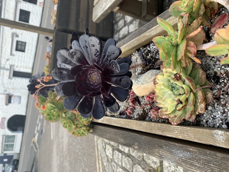 Penzance Art