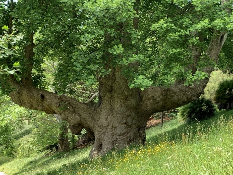 Tulip Tree