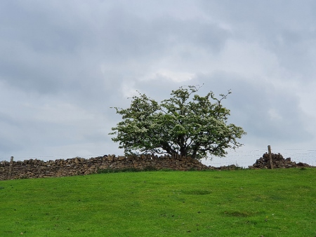 Cotswold Way - von Chipping Campden nach Broadway