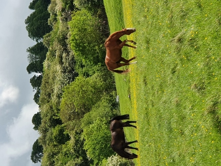Cotswold Way - von Broadway nach Winchcombe