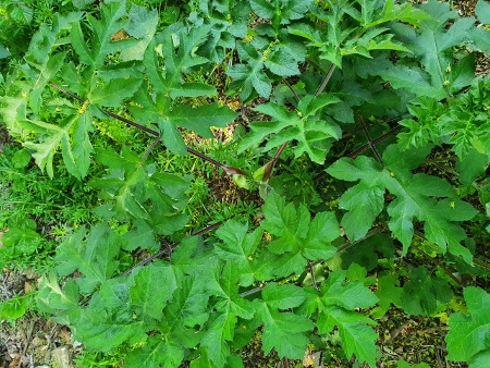 Cotswold Way - von Winchcombe nach Charlton Kings