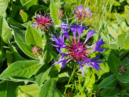 Cotswold Way - von Charlton Kings nach Birdlip - Leckhampton Hill