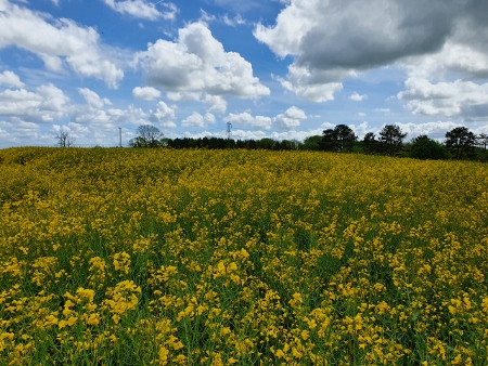 Cotswold Way - von Charlton Kings nach Birdlip