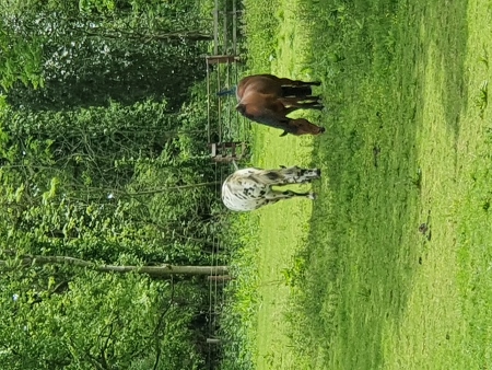 Cotswold Way - von Charlton Kings nach Birdlip