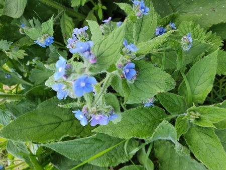 Cotswold Way - von Charlton Kings nach Birdlip