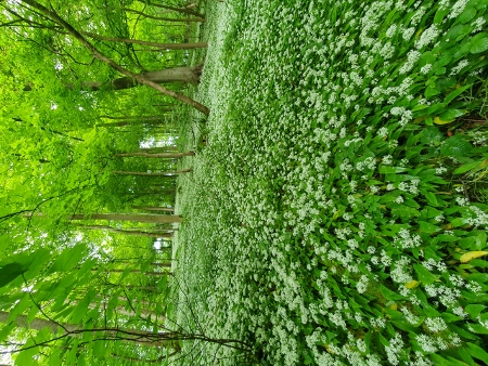 Cotswold Way - von Birdlip nach Painswick