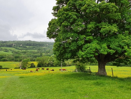 Cotswold Way - von Painswick nach Kings Stanley