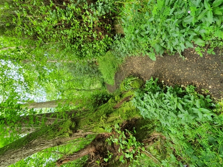 Cotswold Way - von Painswick nach Kings Stanley