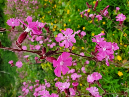 Cotswold Way - von Kings Stanley nach Wotton-under-Edge