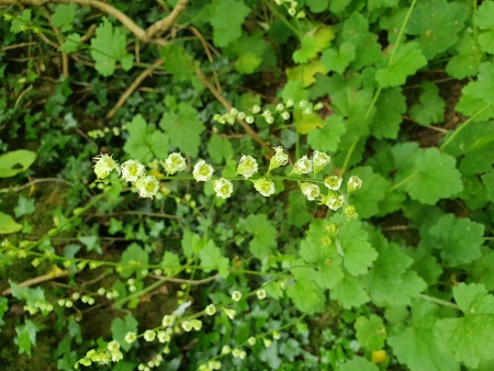 Cotswold Way - von Kings Stanley nach Wotton-under-Edge