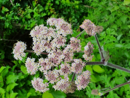 Cotswold Way - von Wotton-under-Edge nach Old Sodbury
