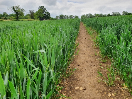 Cotswold Way - von Old Sodbury nach Pensylvania