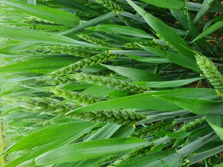 Cotswold Way - von Old Sodbury nach Pensylvania