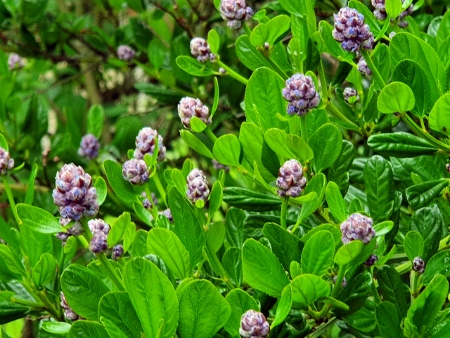 Cotswold Way - von Old Sodbury nach Pensylvania