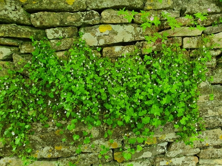 Cotswold Way - von Old Sodbury nach Pensylvania