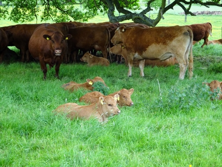 Cotswold Way - von Broadway nach Winchcombe