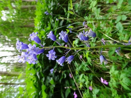 Cotswold Way - von Winchcombe nach Charlton Kings