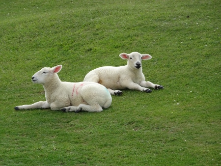 Cotswold Way - von Winchcombe nach Charlton Kings - Cleeve Hil