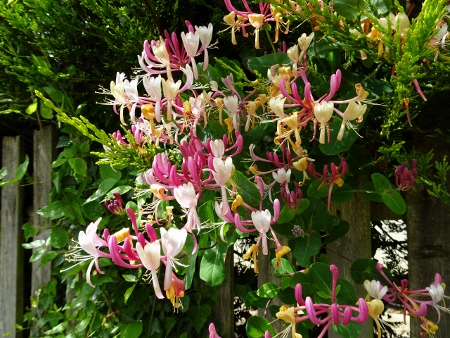 Cotswold Way - von Charlton Kings nach Birdlip