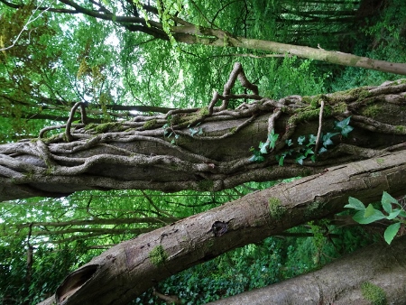 Cotswold Way - von Painswick nach Kings Stanley