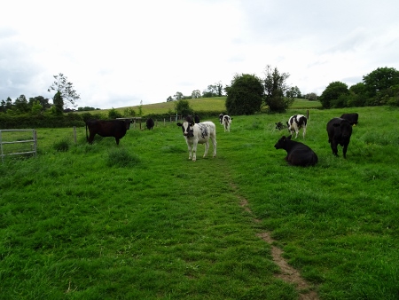 Cotswold Way - von Kings Stanley nach Wotton-under-Edge