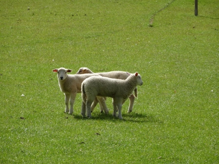 Cotswold Way - von Old Sodbury nach Pensylvania - Dodington Park