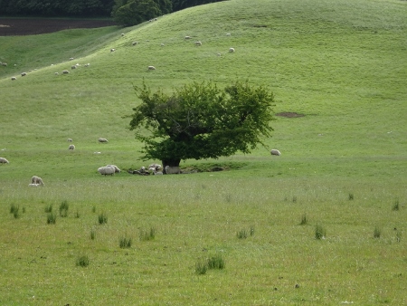 Cotswold Way - von Old Sodbury nach Pensylvania