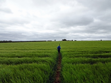 Cotswold Way - von Old Sodbury nach Pensylvania