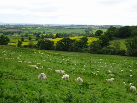 Cotswold Way - von Old Sodbury nach Pensylvania