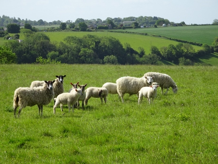 Cotswold Way - von Pensylvania nach Bath