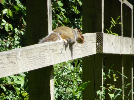 Cotswold Way - von Pensylvania nach Bath