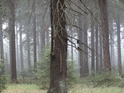 Von Oberhof nach Floh-Seligenthal - Tief im dunklen Wald
