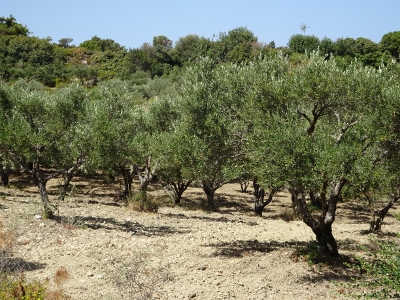 Kalavarda