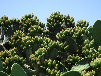 Kalavarda