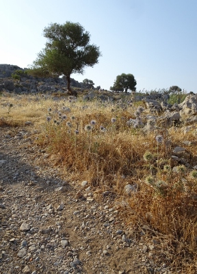 Charaki - Stegna