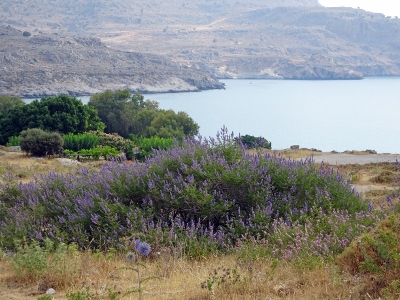 Charaki - Stegna